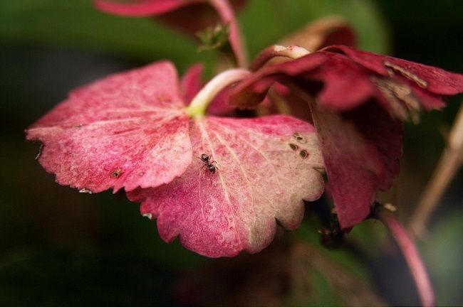 ハヤトゲフシアリってどんなアリ