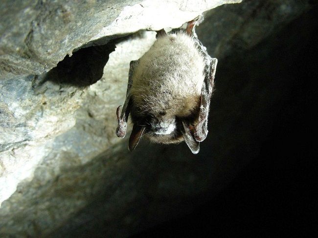 小さいコウモリの駆除方法は？