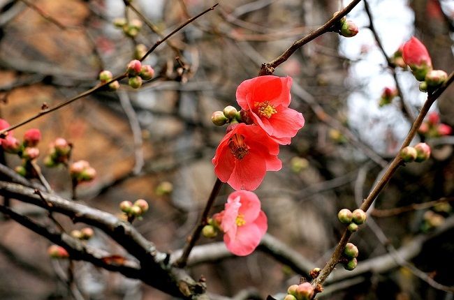 蟻の住む木の種類は何がある？