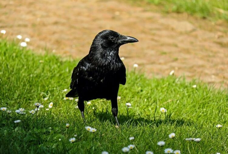 春から夏は要注意!カラスがベランダにやってくる3つの理由と対策
