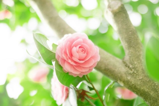 椿の剪定に適した時期