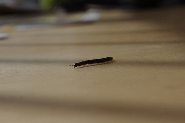 ヤスデが大量に発生する原因とは