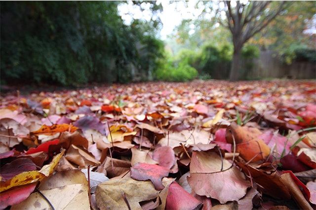 ヤスデが寄り付かない家を目指そう