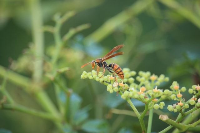 知っていますか？アシナガバチの針と予防についてのまとめ