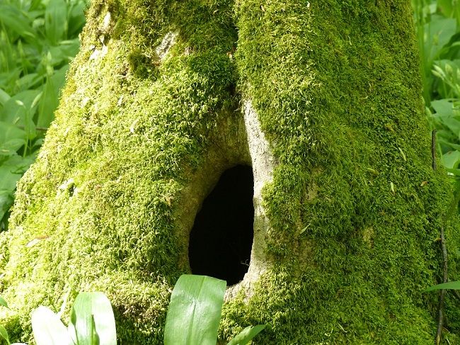 希少種！ウサギコウモリはどこに住んでいるの？