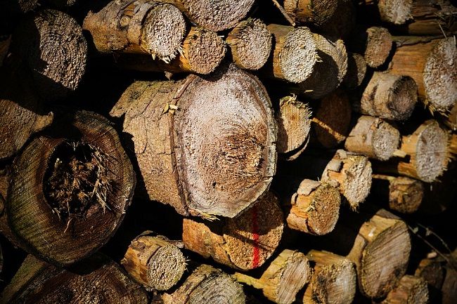 シロアリはどうして木材を食べるの?