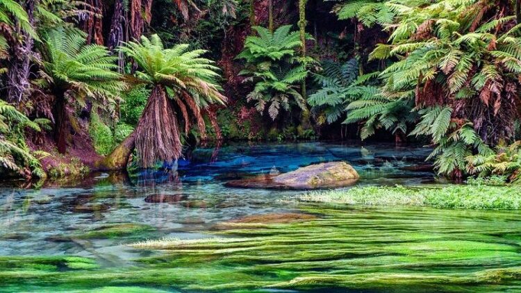 熱帯に適したアフリカミツバチ、実はキラービーとも関連が！その特徴