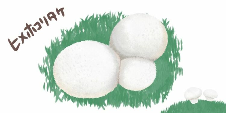 芝生に生えるキノコの種類