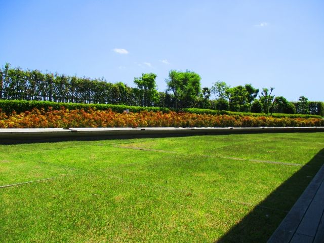 寒地型西洋芝の種類