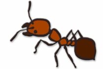 ヒメアリの徹底駆除！生態を知って正しい駆除をしよう！