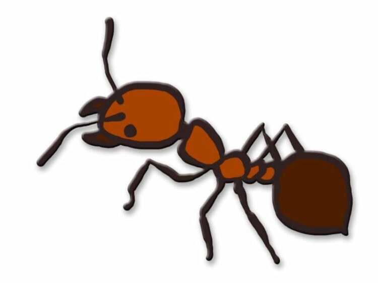 家の中にヒメアリが大量発生！生態を知って正しい駆除をしよう！