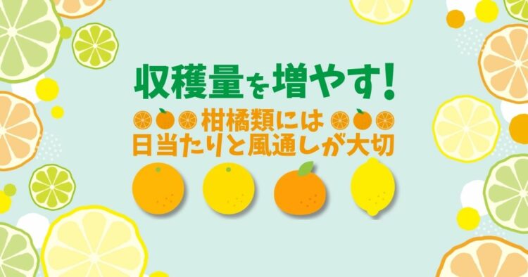 夏みかんなど柑橘類の剪定方法を紹介!適した時期の手入れで収穫量増