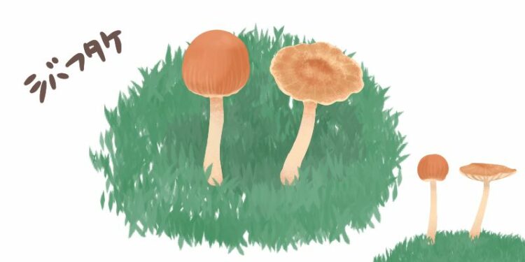 芝生に生えるキノコの種類