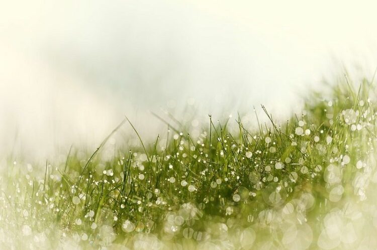 高麗芝を手入れするための3つの方法！日本で最も有名な高麗芝の特徴