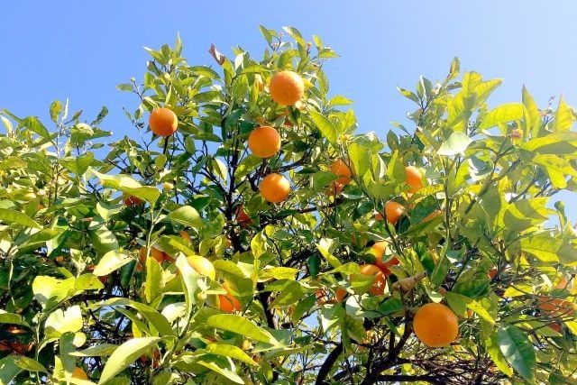 剪定など手入れの効果と必要性