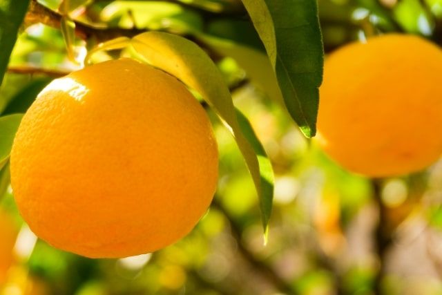 「みかん」と「夏みかん」の剪定時期はほとんど同じ