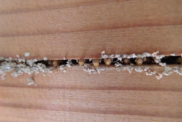 シロアリの生態や好む環境