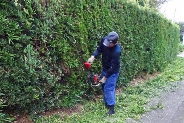 イヌマキの適切な剪定時期