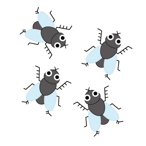 コバエにもいろいろな種類が！よく見かける4種類のコバエ