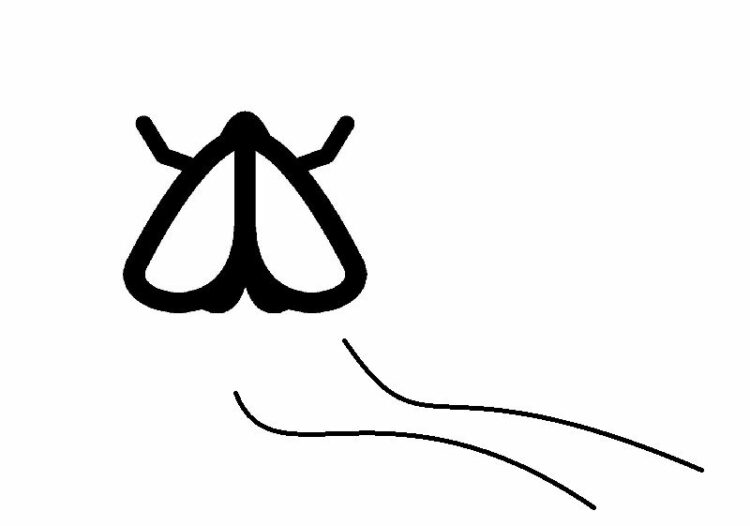コバエは発生源を特定して一網打尽にしよう!発生させない対策は?