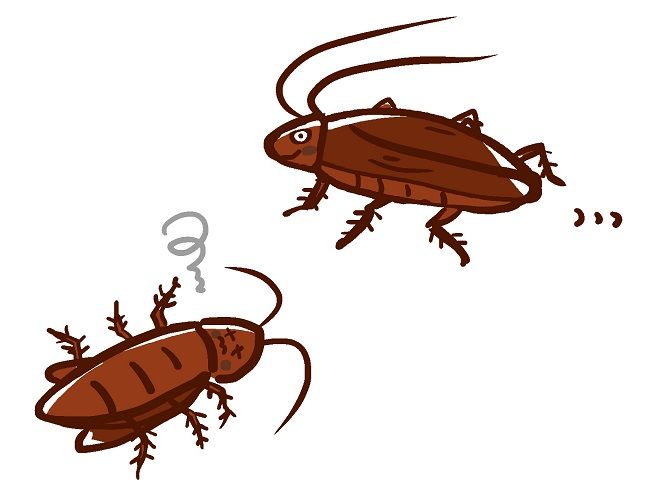 ゴキブリが産卵するときの特徴