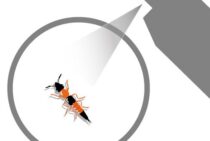 ハネカクシの駆除ポイント。やけど虫とも呼ばれる虫を安全に駆除する