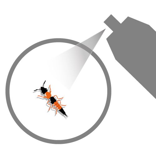 ハネカクシの駆除ポイント。やけど虫とも呼ばれる虫を安全に駆除する