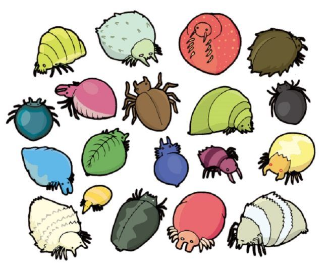 観葉植物についた虫はどう駆除するの?