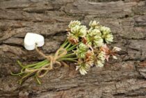 シロアリは何を食べるの？シロアリの食性と被害の実態について