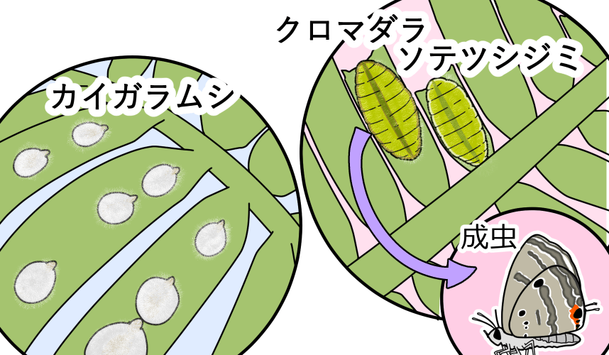 南国の心地をお庭で楽しめる？ソテツの剪定時期やポイントを解説