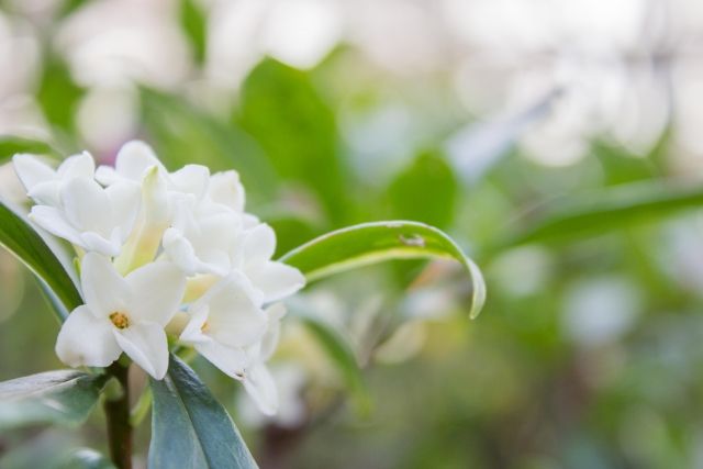 沈丁花について知ろう