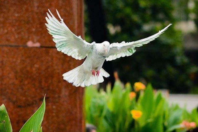 鳩よけネットの設置方法