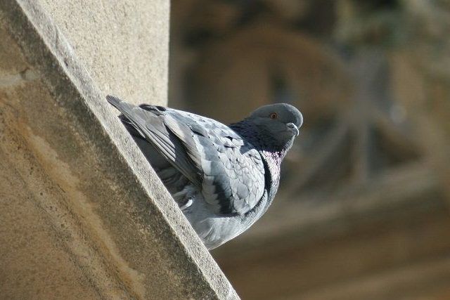 鳩が及ぼす被害の実態