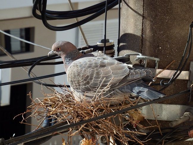 鳩にはどんな種類がいる？