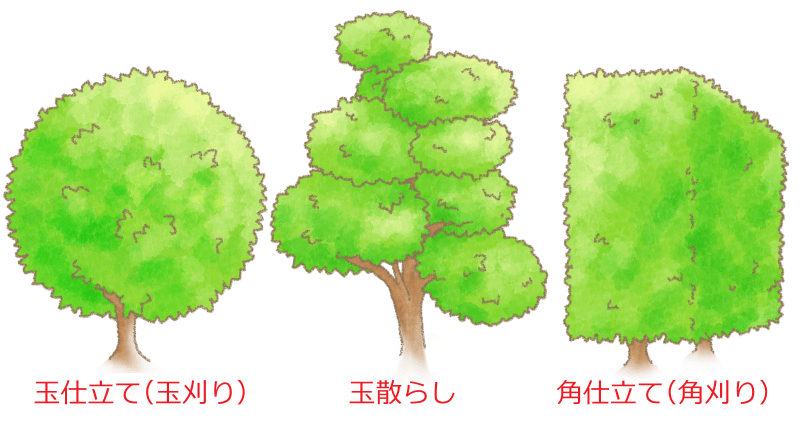 目的別・ドウダンツツジの剪定方法