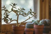 室内に置いた観葉植物に虫がついている!?どう対処すればいいの？