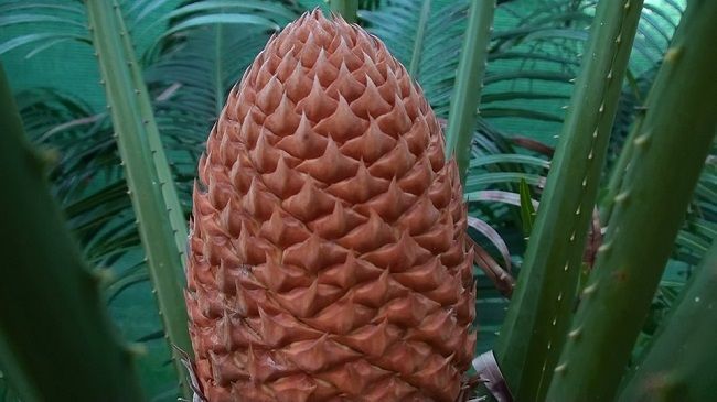 ソテツには毒が！でも食べられる？