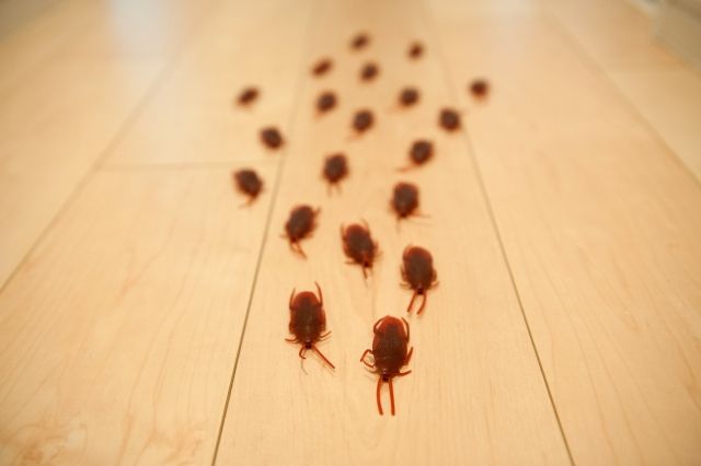 ゴキブリの卵を放置すると大変なことに