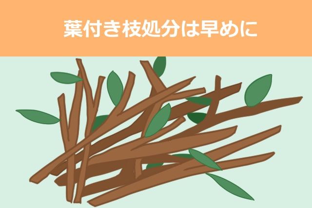 葉付き枝の処分は早めに