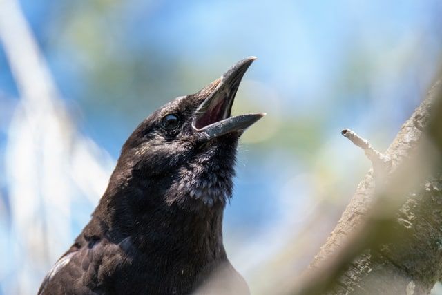 カラスは人の言葉をしゃべることがある？