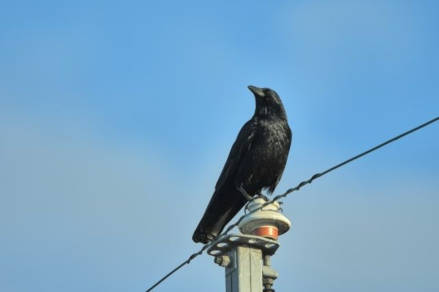 カラスの記憶力について