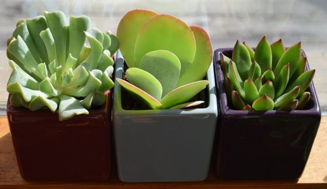 観葉植物のどこに虫が付きやすい?