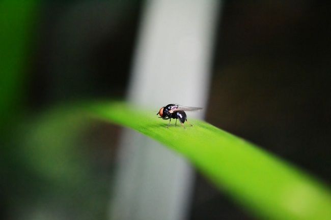 退治するために、ハエの生態をまず確認！
