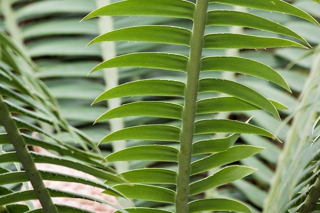 太古から存在する生きた化石！？ソテツはどういう植物？
