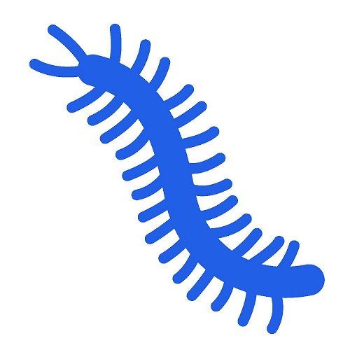 その他日本に生息するムカデ