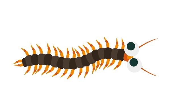 ムカデの侵入経路と対策