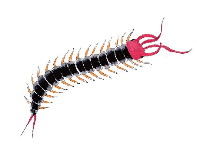 ムカデの発生時期と生息場所