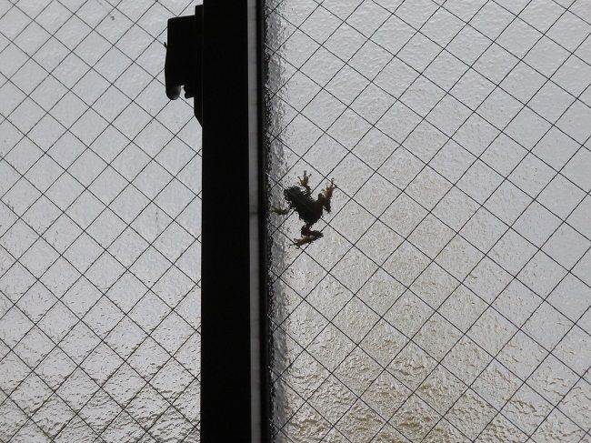 網入りガラスの構造を知ろう。