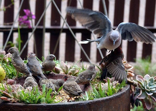 どうして鳩よけに剣山が効果的なの？