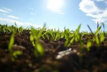 ムカデが出て困ったら環境を整えよう！ムカデよけに効果ありの対策